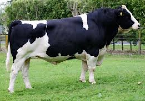 Tinh bò sữa (Hostein)
